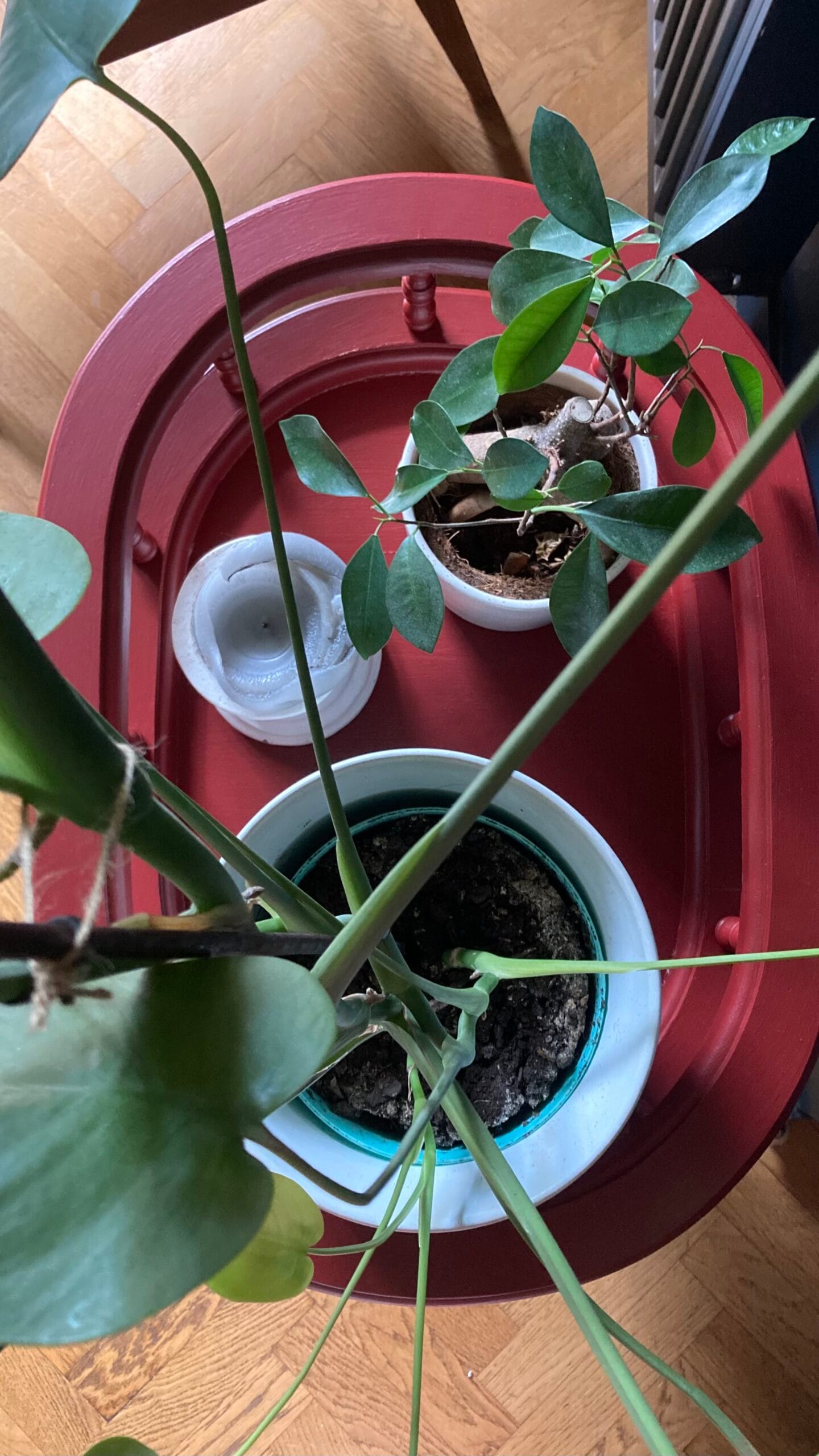 La Jardinière des années 50 – Image 6